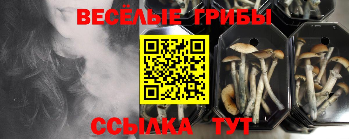 Псилоцибиновые грибы Cubensis Гуково